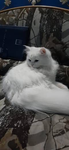 Persian white Cat for sale