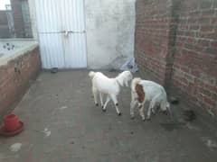 Goats for sale