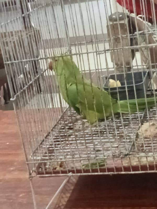 parrot 1