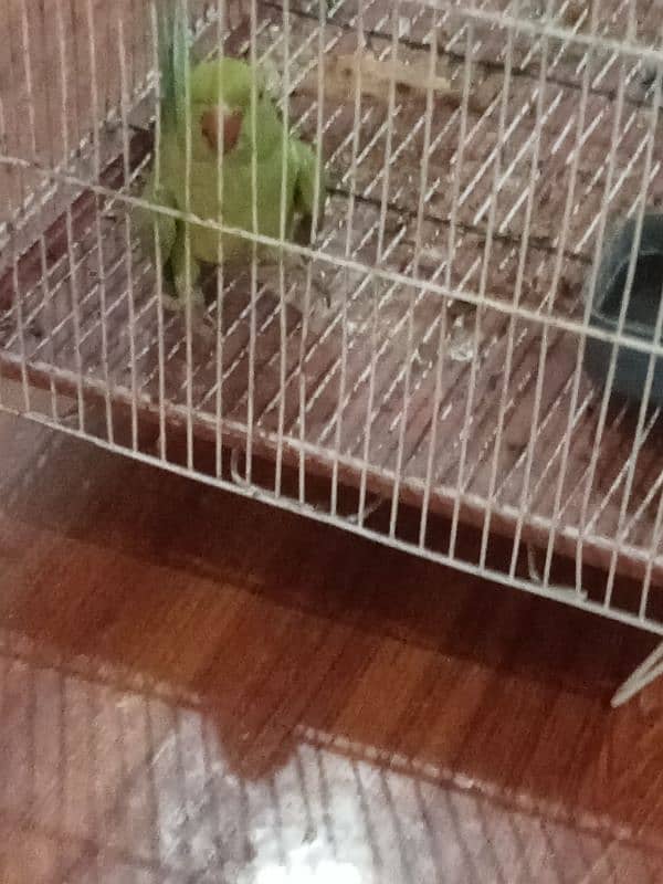 parrot 2