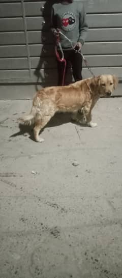 Golden Retriever Female for sale