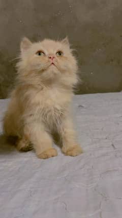 Pure Persian kitten Available