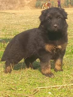 German Shepherd Long Coat Dog For Sale