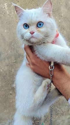 Persian cat