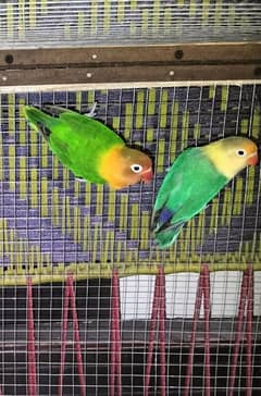 For Sale Hand Raised Lovebirds Breeder Pairs