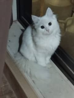 Persian male cat 8 Months for sale Faisalabad