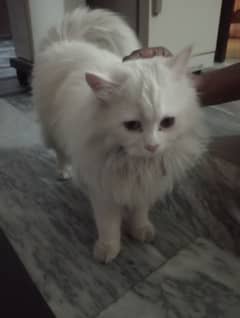 persian cat