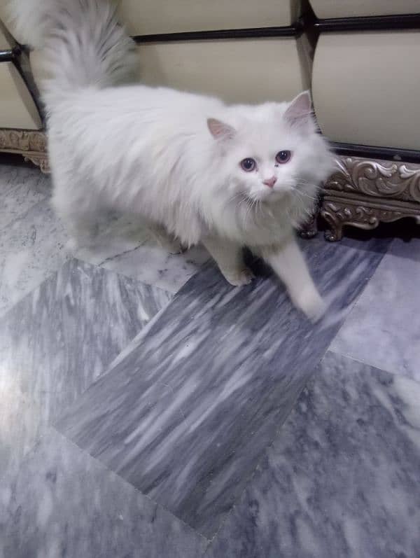 persian cat 1