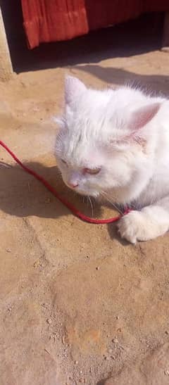 Pair of Persian Cats