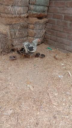 murghi with chicks