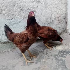 2 pure Desi kruk hens madi for sale rs 5000 both