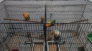 love bird pair for sale ( Exchange also possible)