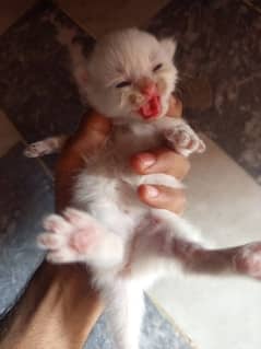 new born baby cat