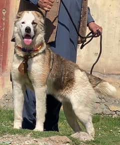 king alibai full security dog male 5 mohtn for sale