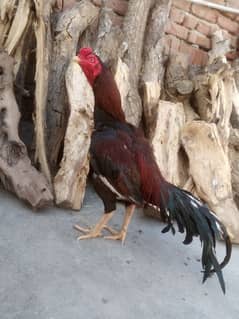 Aseel breeder murga for sale