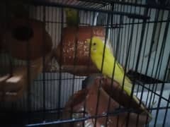 Parrot for sale