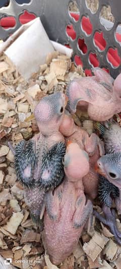 Ringneck chicks