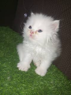 Persians kitten's