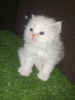 Persian kittens in Mandi Bahauddin