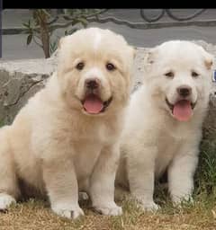 Alabai dog | King Alabai pair | security dog for sale | Alabai Breed