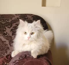 Persian White Cat Semi Punch Face Vaccinated