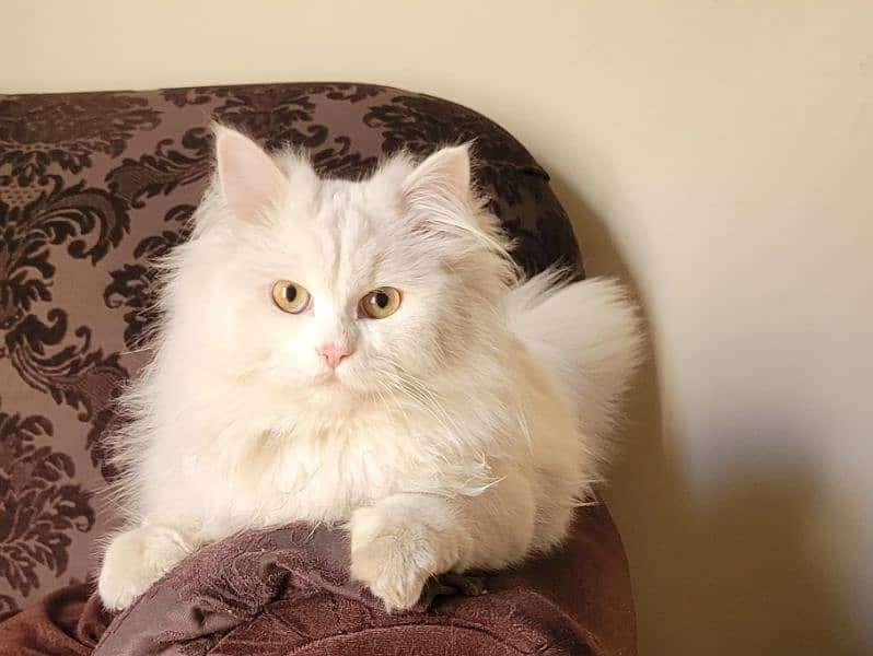 Persian White Cat Semi Punch Face Vaccinated 1