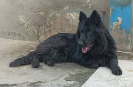 Black pedigree German shepherd