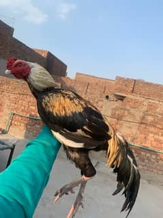 mainwali aseel pure  male murga and female pathi 6 month age