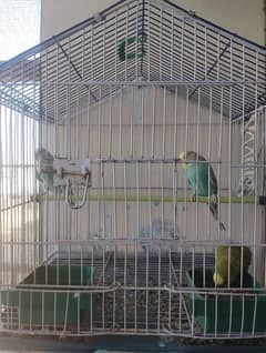 Regular Size of Steel Cage And 12 Budgies For sale