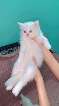 Persian kittens looking for new home