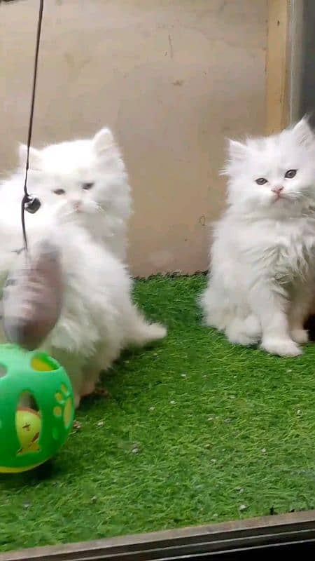 Persian kitten for urgent sale my WhatsApp number 03706577151 1