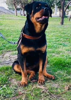 Top Quality Rottweiler Female Puppy