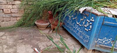 Laying Egg Desi Hens 7 female 1 male