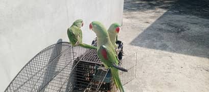 Hand tamed and Talking parrots 3