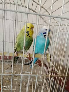 budgies