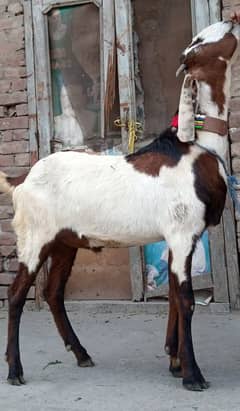 Desi Bakra