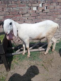 goat and sheep in Lahore