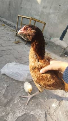 Aseel shamo murgi with a 5 day chick