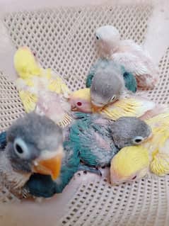 parrot chicks