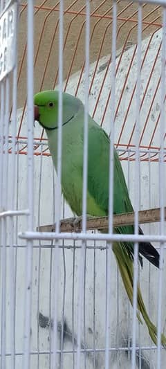 Green parrot Male