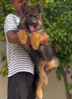 German shepherd puppy Whatsapp nu 03258925374