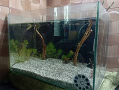 fish aquarium  planted tank