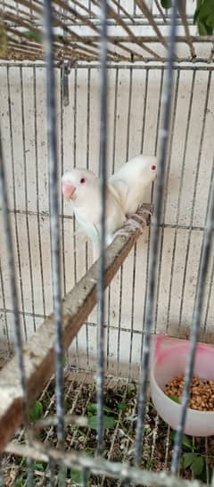 Albino lovebird Pair with three chicks