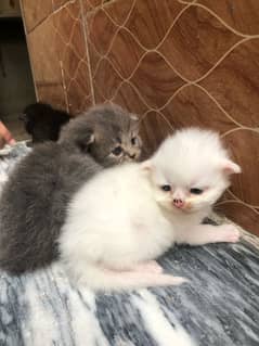 kittenz