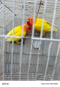 Breedee pair lutino parsnata red eye