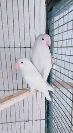 2 pair love birds breeder eggs k sath