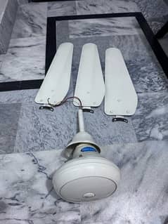 Melaan Ceiling Fan for sale