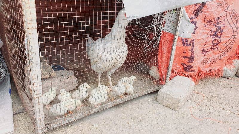 heera aseel chiks and eggs for sale 0