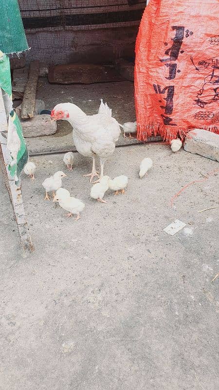 heera aseel chiks and eggs for sale 1