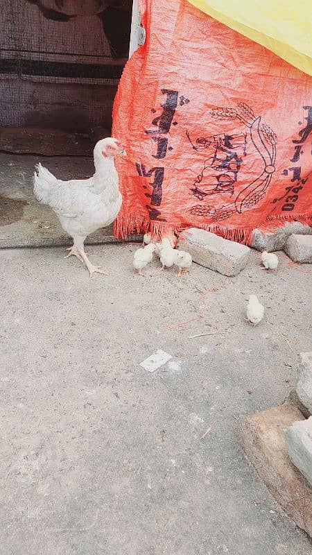 heera aseel chiks and eggs for sale 2